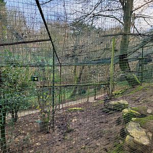 Chinese ring-necked pheasant, Eurasian wood pigeon and Iberian jay exhibit -Zoo de Santillana del Mar (2023)