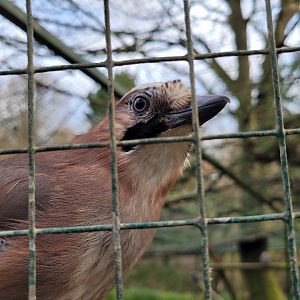 Iberian jay -Zoo de Santillana del Mar (2023)