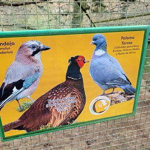 Chinese ring-necked pheasant, Eurasian wood pigeon and Iberian jay sign -Zoo de Santillana del Mar (2023)