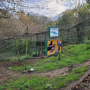 European thick-knee and Iberian red-billed chough exhibit -Zoo de Santillana del Mar (2023)