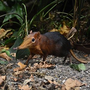 Black and rufous elephant shrew
