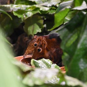 Black and rufous elephant shrew