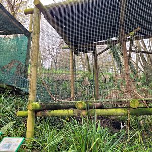 Red-legged partridge exhibit -Zoo de Santillana del Mar (2023)