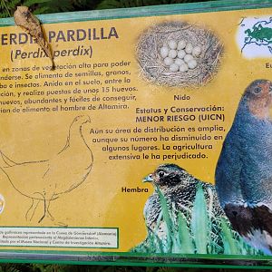 Grey partridge sign -Zoo de Santillana del Mar (2023)