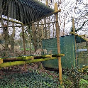 Grey partridge exhibit -Zoo de Santillana del Mar (2023)