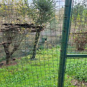 Grey junglefowl exhibit -Zoo de Santillana del Mar (2023)