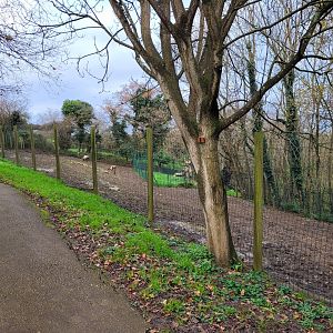 Domestic reindeer exhibit -Zoo de Santillana del Mar (2023)