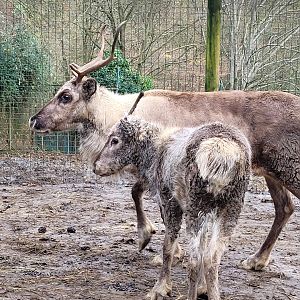 Domestic reindeer -Zoo de Santillana del Mar (2023)