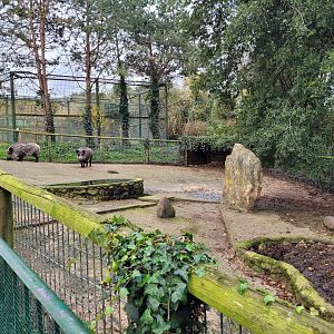 Iberian wild boar exhibit -Zoo de Santillana del Mar (2023)