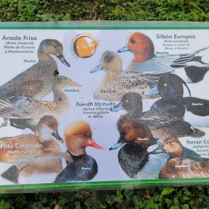 Waterfowl sign -Zoo de Santillana del Mar (2023)