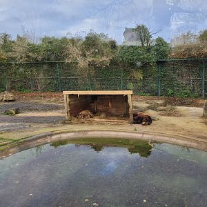 European brown bear exhibit -Zoo de Santillana del Mar (2023)