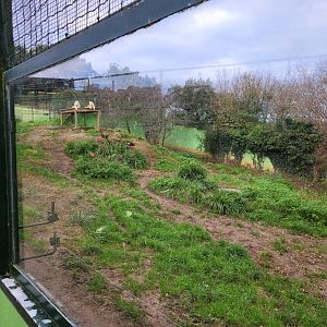 Wolf exhibit -Zoo de Santillana del Mar (2023)