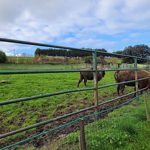 European bison exhibit -Zoo de Santillana del Mar (2023)