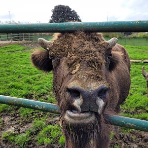European bison -Zoo de Santillana del Mar (2023)