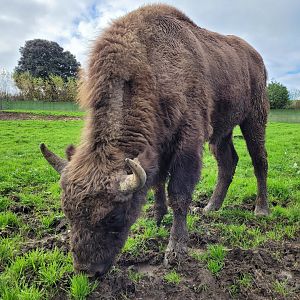 European bison -Zoo de Santillana del Mar (2023)
