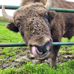 European bison -Zoo de Santillana del Mar (2023)