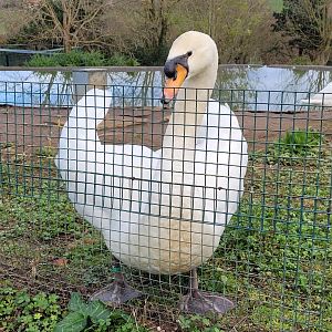 Mute swan -Zoo de Santillana del Mar (2023)