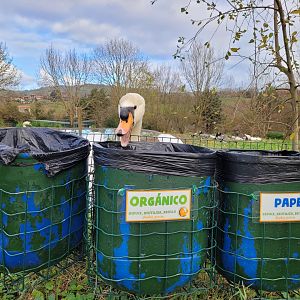 Recycling Mute swan -Zoo de Santillana del Mar (2023)