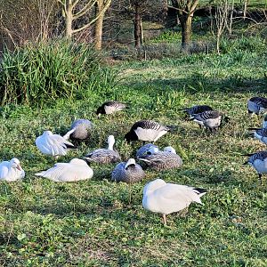 Emperor geese, Snow geese and Barnacle geese -Zoo de Santillana del Mar (2023)