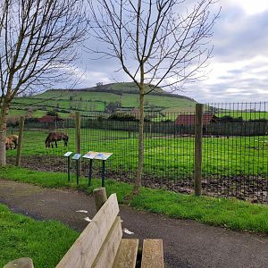Przewalski's horse exhibit -Zoo de Santillana del Mar (2023)