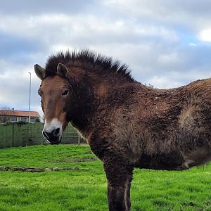 Przewalski's horse -Zoo de Santillana del Mar (2023)