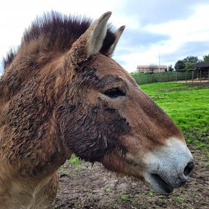 Przewalski's horse -Zoo de Santillana del Mar (2023)
