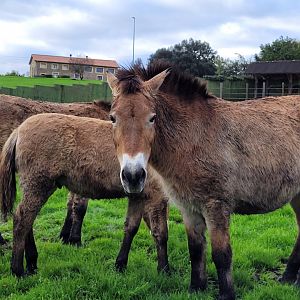 Przewalski's horse -Zoo de Santillana del Mar (2023)