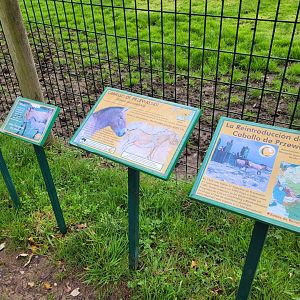 Przewalski's horse sign -Zoo de Santillana del Mar (2023)