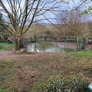 Waterfowl exhibit #1 -Zoo de Santillana del Mar (2023)