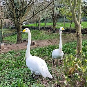 Whooper swan -Zoo de Santillana del Mar (2023)