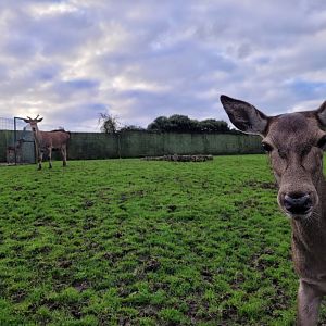 Iberian red deer exhibit -Zoo de Santillana del Mar (2023)