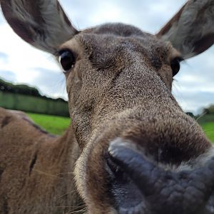 Iberian red deer -Zoo de Santillana del Mar (2023)