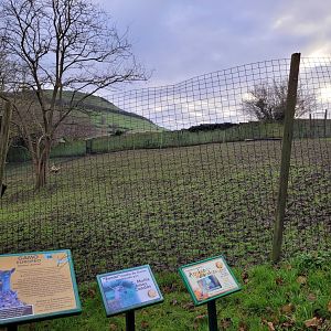 European fallow deer exhibit -Zoo de Santillana del Mar (2023)