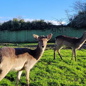 European fallow deer -Zoo de Santillana del Mar (2023)