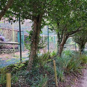 Western capercaillie exhibit -Zoo de Santillana del Mar (2023)