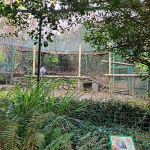 Western capercaillie exhibit -Zoo de Santillana del Mar (2023)