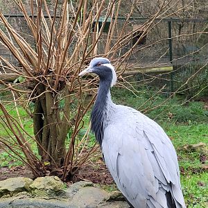 Demoiselle crane -Zoo de Santillana del Mar (2023)