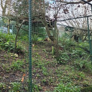 Common barn owl exhibit -Zoo de Santillana del Mar (2023)