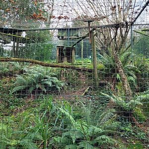 Snowy owl exhibit -Zoo de Santillana del Mar (2023)
