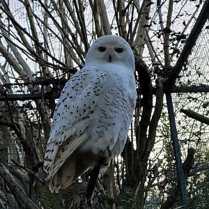 Snowy owl -Zoo de Santillana del Mar (2023)
