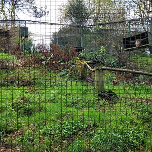 Iberian eagle owl exhibit -Zoo de Santillana del Mar (2023)