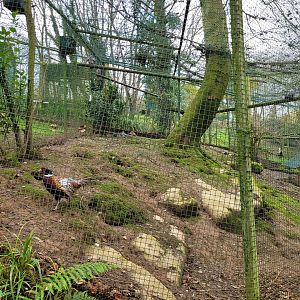 Chinese ring-necked pheasant, Eurasian wood pigeon and Iberian jay exhibit -Zoo de Santillana del Mar (2023)