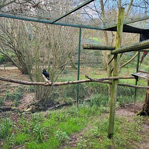 Trumpeter hornbill exhibit -Zoo de Santillana del Mar (2023)