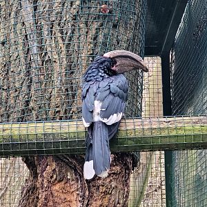Trumpeter hornbill -Zoo de Santillana del Mar (2023)