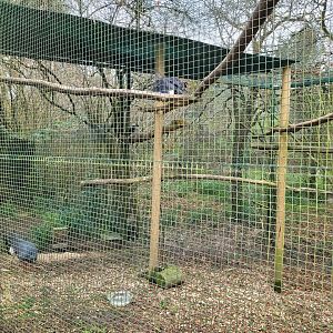 Blue-eared pheasant and Laughing kookaburra exhibit -Zoo de Santillana del Mar (2023)