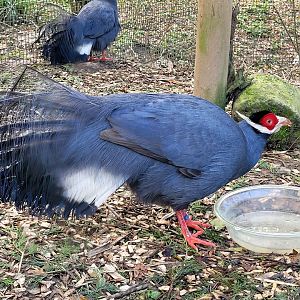 Blue-eared pheasant -Zoo de Santillana del Mar (2023)