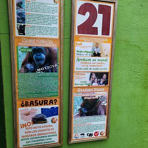 Sumatran orangutan signae -Zoo de Santillana del Mar (2023)