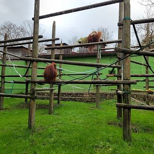 Sumatran orangutan exhibit -Zoo de Santillana del Mar (2023)