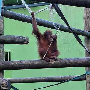 Sumatran orangutan -Zoo de Santillana del Mar (2023)