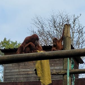 Sumatran orangutans -Zoo de Santillana del Mar (2023)